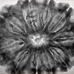 10 Mukhi Rudraksha 32mm 5.5gm - Origin: Nepal - Inverse xray