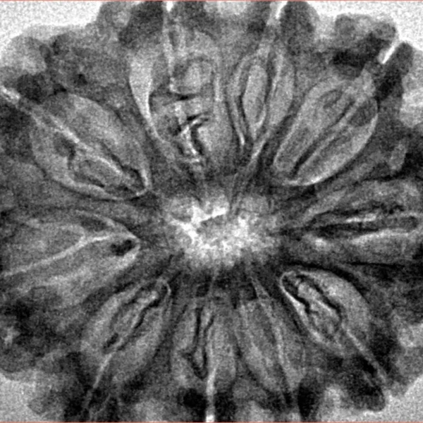 10 Mukhi Rudraksha 32mm 5.5gm - Origin: Nepal - Inverse xray
