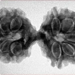 11 MK Gaurishankar 35.1mm 5.9gm - Inverse xray