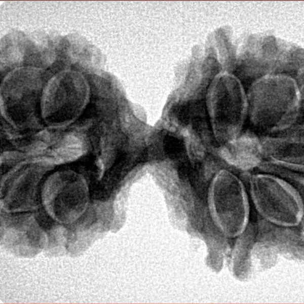 11 MK Gaurishankar 35.1mm 5.9gm - Inverse xray