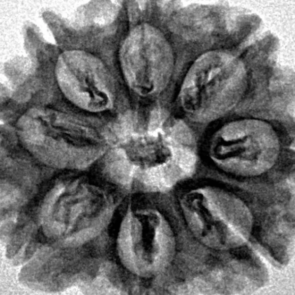 8 Mukhi Rudraksha 24.1mm 3.59gm - Inverse xray