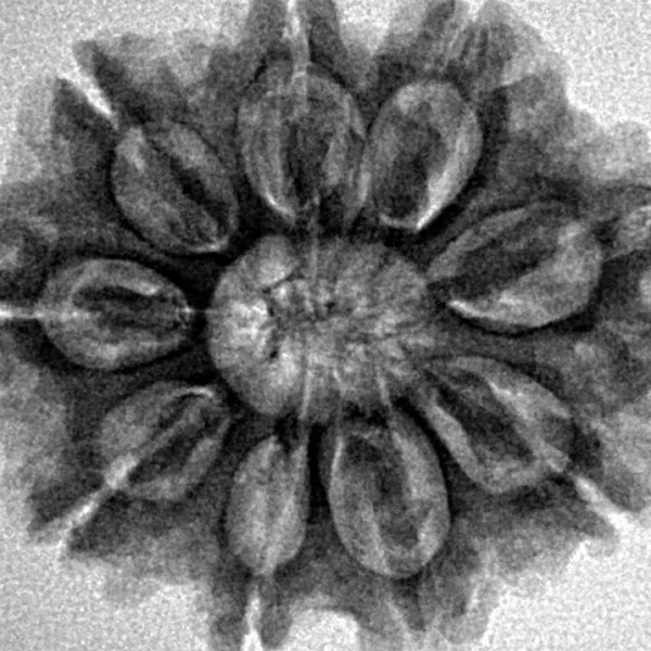 9 Mukhi Rudraksha 27mm 5gm - Inverse xray