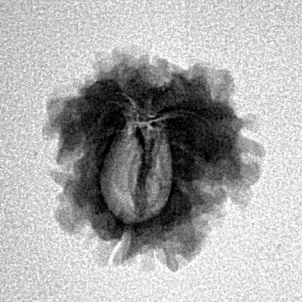 1 Mukhi Rudraksha 18.7mm 1.74gm - Inverse xray