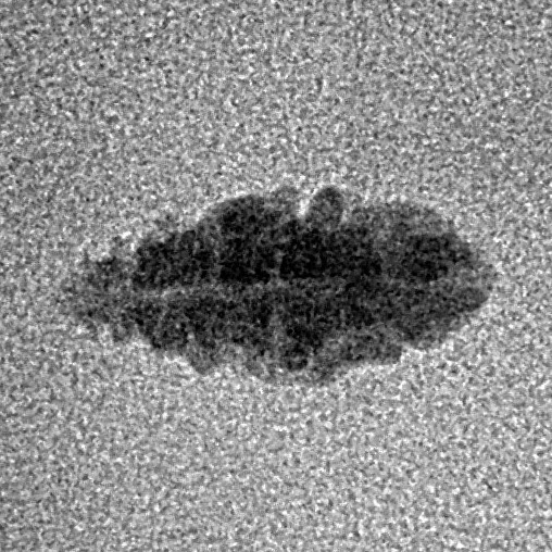 1 Mukhi Rudraksha 13.2mm 0.19gm - Inverse xray