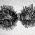 10 Mukhi G.S & Ganesh 33.4mm 4.45gm - Inverse xray