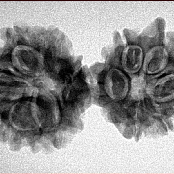 10 Mukhi G.S & Ganesh 33.4mm 4.45gm - Inverse xray