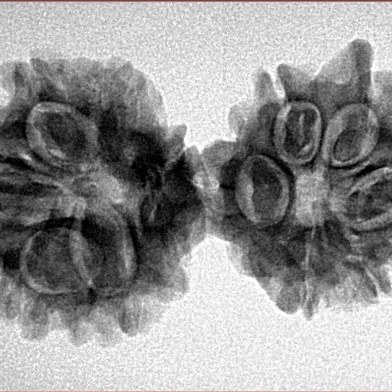 10 Mukhi G.S & Ganesh 33.4mm 4.45gm - Inverse xray
