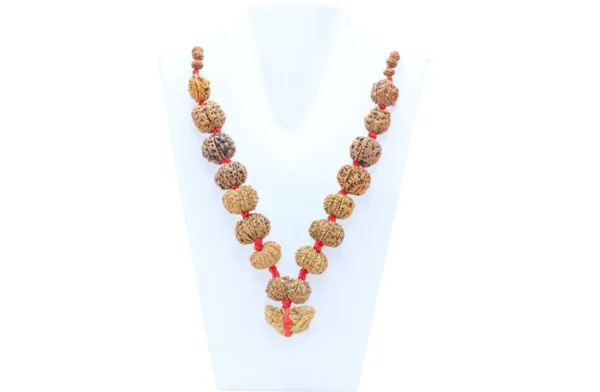 1 to 14 Mukhi Rudraksha Mala ( Siddha Mala ) - Certificate: DCL/2026/B/0049 - Mala Image