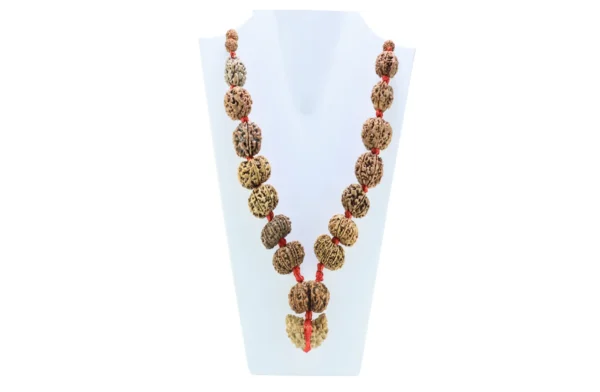 1 to 14 Mukhi Rudraksha Mala ( Siddha Mala ) - Certificate: DCL/2026/B/0012 - Mala Image