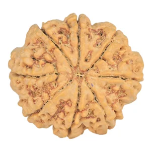 8 Mukhi Rudraksha 28.2mm 6.54gm - Rudraksha back