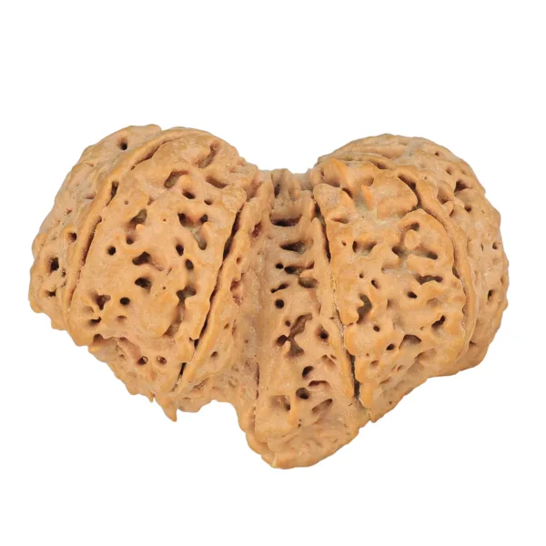 11 MK Gaurishankar 40.3mm 10.41gm - Rudraksha back
