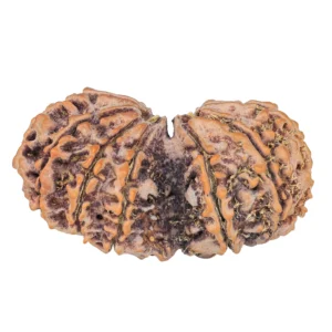 11 MK Gaurishankar 41mm 8.5gm - Rudraksha back