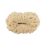 17 Mukhi Rudraksha 17.1mm 0.85gm - Rudraksha back