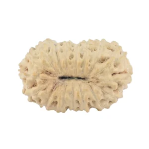 17 Mukhi Rudraksha 17.1mm 0.85gm - Rudraksha back