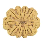10 Mukhi Rudraksha 32.1mm 5.69gm - Rudraksha back