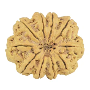 10 Mukhi Rudraksha 32.1mm 5.69gm - Rudraksha back