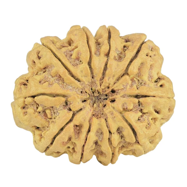 10 Mukhi Rudraksha 32.1mm 5.69gm - Rudraksha back