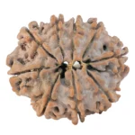 9 Mukhi Rudraksha 24.5mm 3.5gm - Rudraksha back