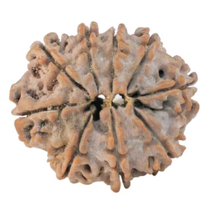 9 Mukhi Rudraksha 24.5mm 3.5gm - Rudraksha back