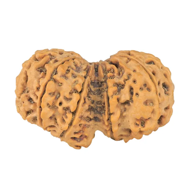 10 Mk Gaurishankar 39.8mm 8.59gm - Rudraksha back