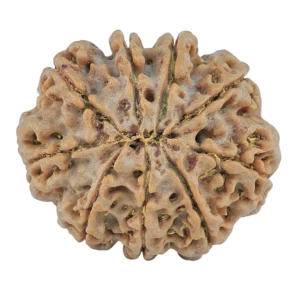 9 Mukhi Rudraksha 28mm 6gm - Origin: Nepal - Rudraksha back