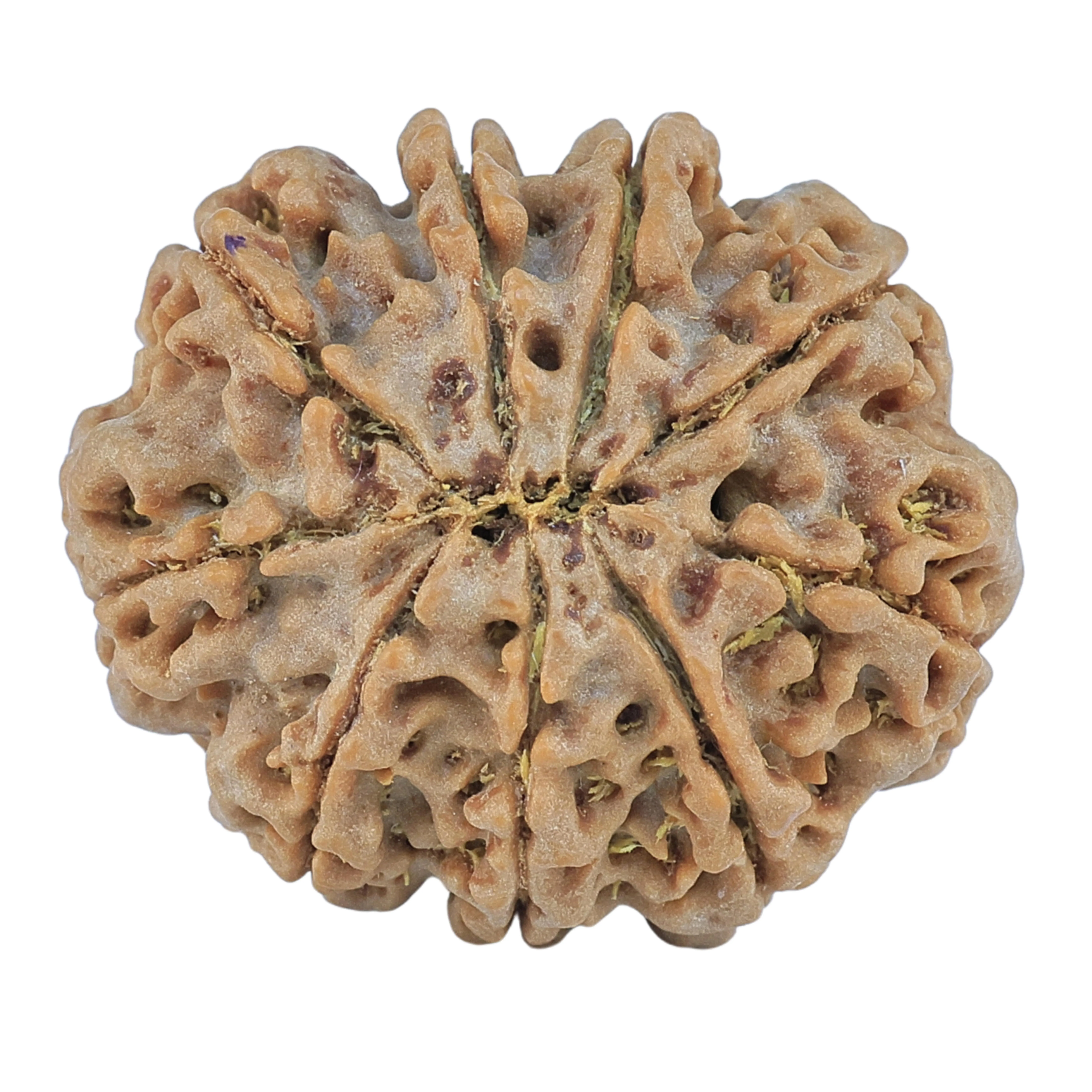 9 Mukhi Rudraksha 28mm 6gm - Origin: Nepal - Rudraksha back