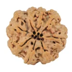 8 Mukhi Rudraksha 26.6mm 6.17gm - Rudraksha back