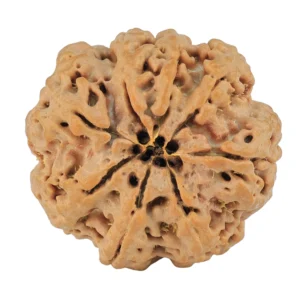 8 Mukhi Rudraksha 26.6mm 6.17gm - Rudraksha back
