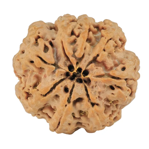8 Mukhi Rudraksha 26.6mm 6.17gm - Rudraksha back