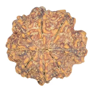 8 Mukhi Rudraksha 23.8mm 4.32gm - Rudraksha back