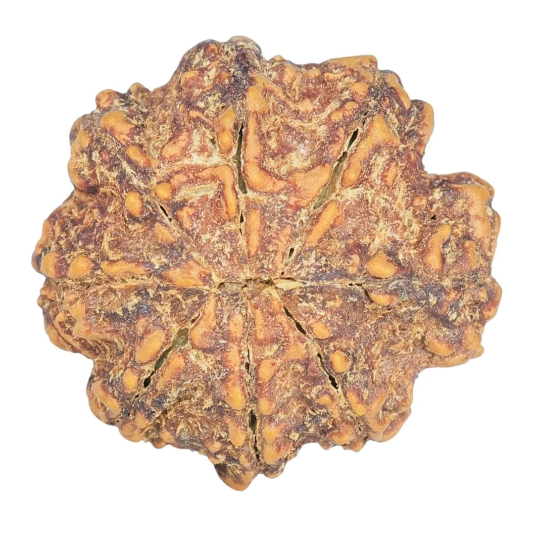 8 Mukhi Rudraksha 23.8mm 4.32gm - Rudraksha back