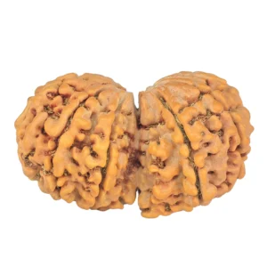 10 Mk Gaurishankar 37.1mm 7.33gm - Rudraksha back