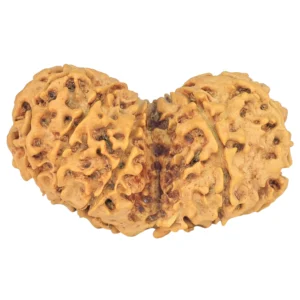 11 MK Gaurishankar 36.3mm 5.66gm - Rudraksha back