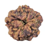 1MK(Underdeveloped) 20.6mm 3.18gm - Rudraksha back