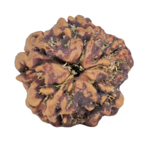 1MK(Underdeveloped) 20.6mm 3.18gm - Rudraksha back