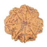 8 Mukhi Rudraksha 28.2mm 7.11gm - Rudraksha back