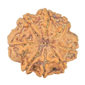 8 Mukhi Rudraksha 28.2mm 7.11gm - Rudraksha back