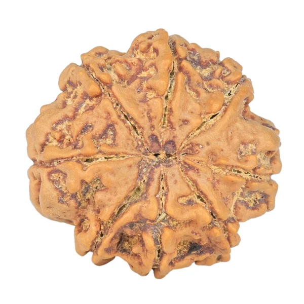 8 Mukhi Rudraksha 28.2mm 7.11gm - Rudraksha back