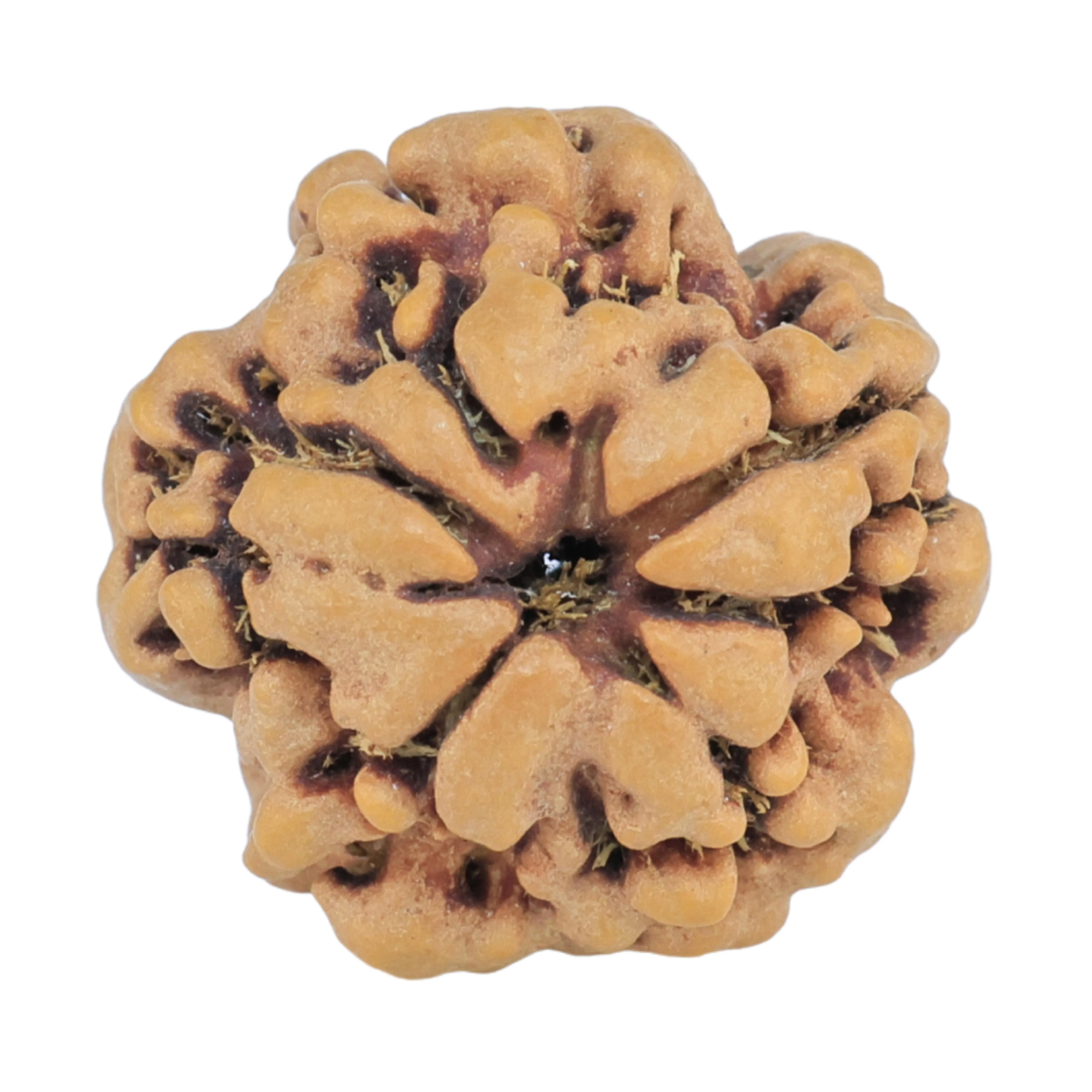 1MK(Underdeveloped) 18.3mm 2.29gm - Rudraksha back