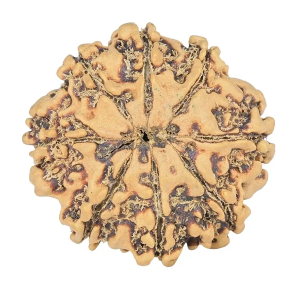 8 Mukhi Rudraksha 26.3mm 3.55gm - Rudraksha back