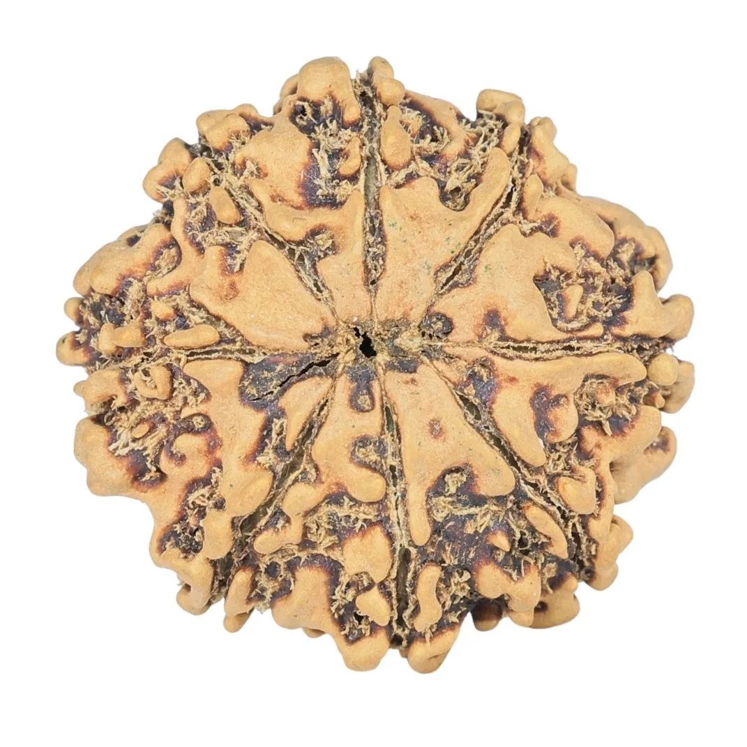 8 Mukhi Rudraksha 26.3mm 3.55gm - Rudraksha back