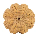 8 Mukhi Rudraksha 28.8mm 7.17gm - Rudraksha back