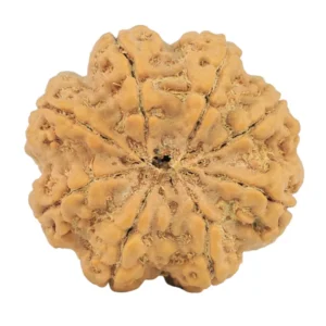 8 Mukhi Rudraksha 28.8mm 7.17gm - Rudraksha back