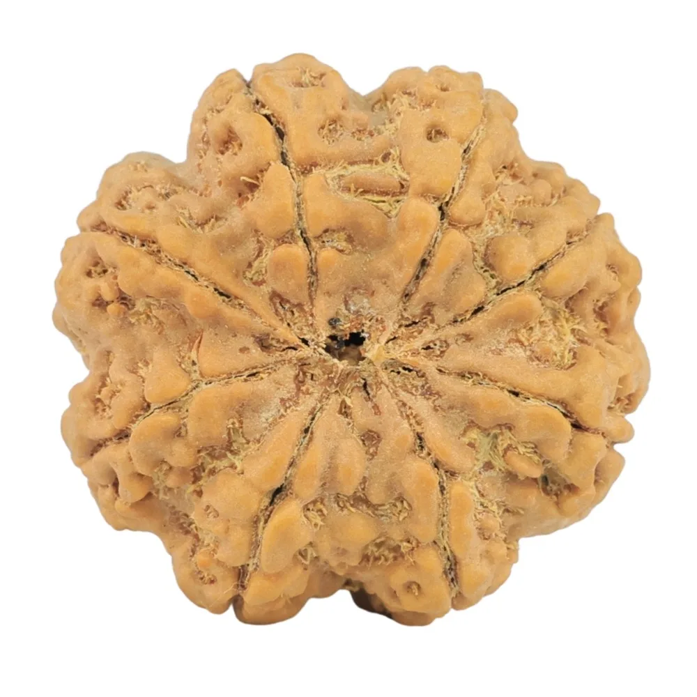 8 Mukhi Rudraksha 28.8mm 7.17gm - Rudraksha back