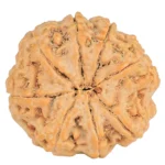 8 Mukhi Rudraksha 28.4mm 7.54gm - Rudraksha back