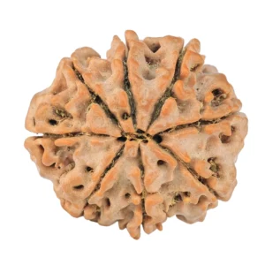 8 Mukhi Rudraksha 22.5mm 3.18gm - Rudraksha back