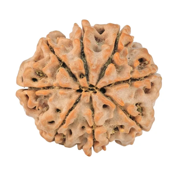 8 Mukhi Rudraksha 22.5mm 3.18gm - Rudraksha back