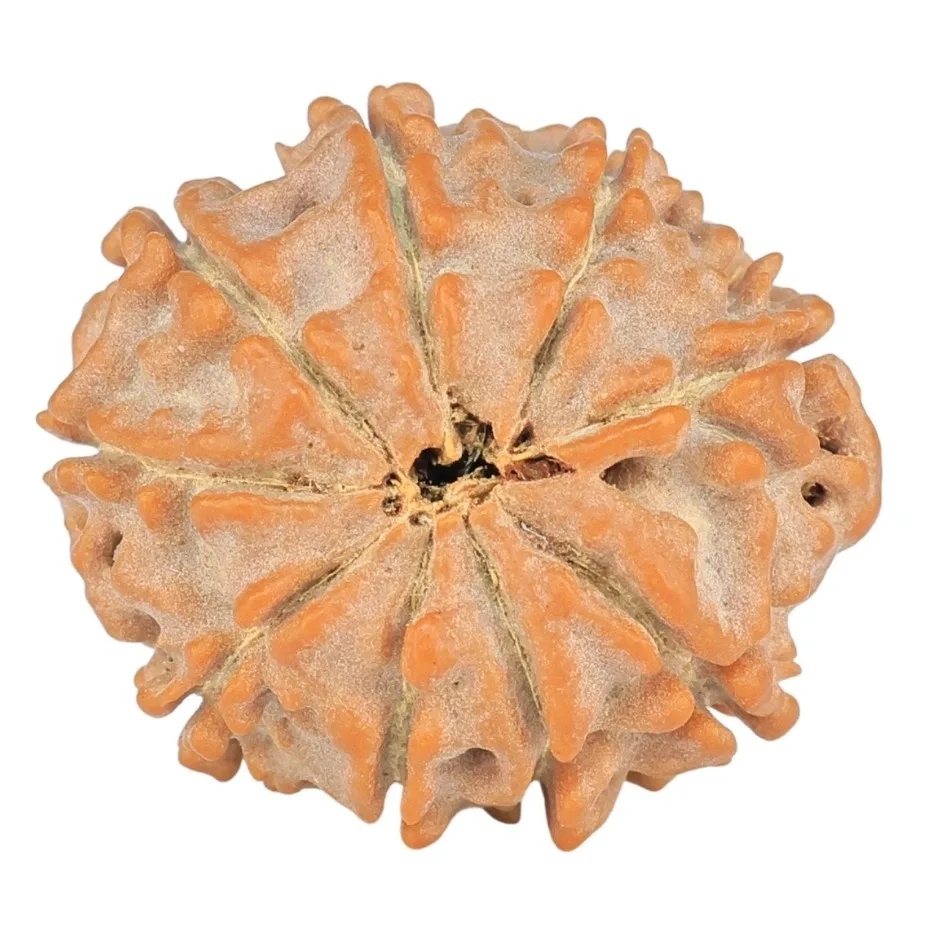 9 Mukhi Rudraksha 18.9mm 2gm - Rudraksha back