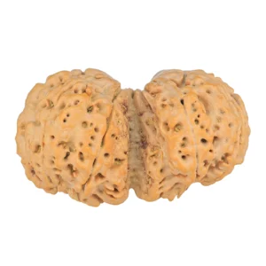 8 MK Gaurishankar 43.2mm 11.53gm - Rudraksha back