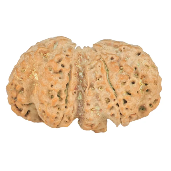 6 Mk Gaurishankar 35.5mm 6.41gm - Rudraksha back